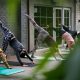 group doing yoga outside