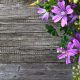 Purple flowers on weathered wood