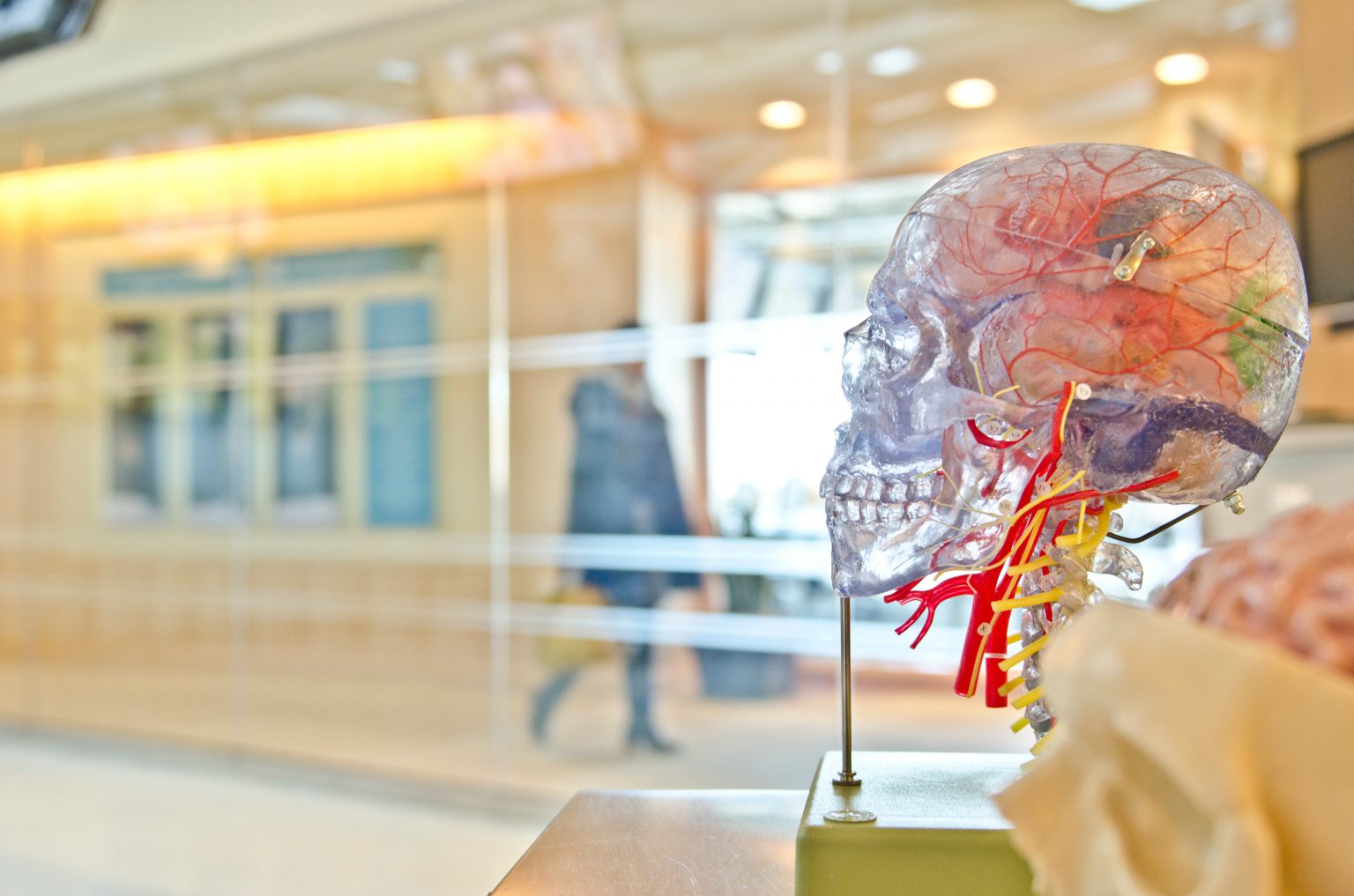 Brain in Skull