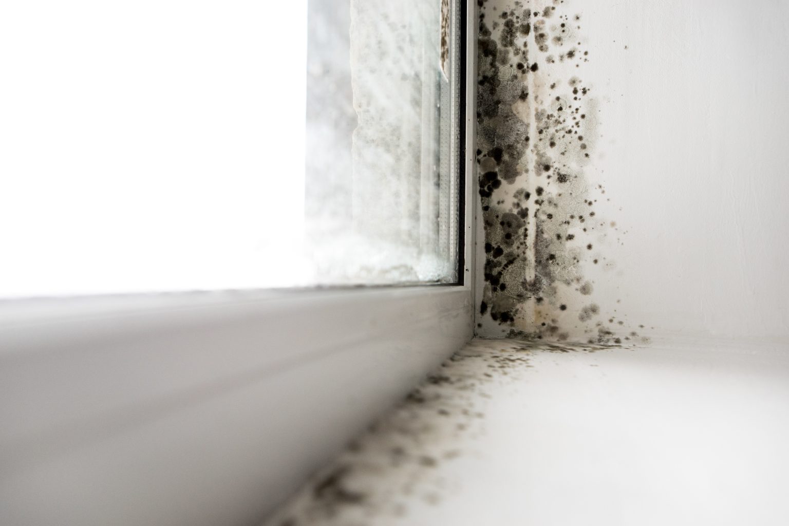 Mold Illness and CIRS - mold growing near window