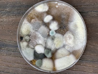recover from mold - toxic mold plate