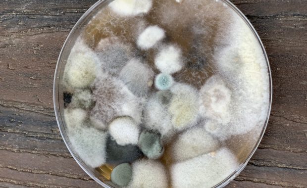 recover from mold - toxic mold plate